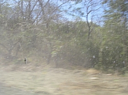 IMGP0298.JPG