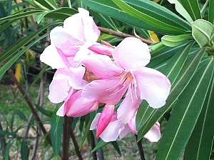 flower.jpg